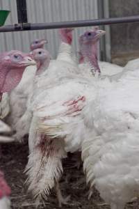 Australian turkey farming - Close to slaughter weight - Captured at Ingham Turkey Farm, Marulan NSW Australia.