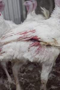 Australian turkey farming - Close to slaughter weight - Captured at Ingham Turkey Farm, Marulan NSW Australia.