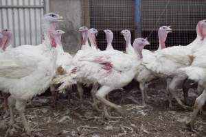 Australian turkey farming - Close to slaughter weight - Captured at Ingham Turkey Farm, Marulan NSW Australia.