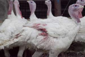 Australian turkey farming - Close to slaughter weight - Captured at Ingham Turkey Farm, Marulan NSW Australia.