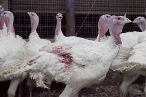 Australian turkey farming - Close to slaughter weight - Captured at Ingham Turkey Farm, Marulan NSW Australia.