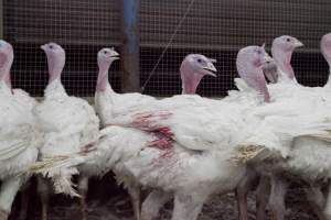 Australian turkey farming - Close to slaughter weight - Captured at Ingham Turkey Farm, Marulan NSW Australia.