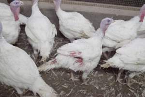 Australian turkey farming - Close to slaughter weight - Captured at Ingham Turkey Farm, Marulan NSW Australia.