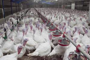 Australian turkey farming - Close to slaughter weight - Captured at Ingham Turkey Farm, Marulan NSW Australia.