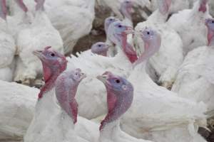 Australian turkey farming - Close to slaughter weight - Captured at Ingham Turkey Farm, Marulan NSW Australia.