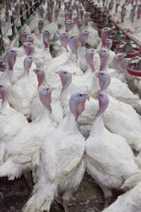 Australian turkey farming - Close to slaughter weight - Captured at Ingham Turkey Farm, Marulan NSW Australia.