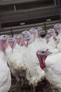 Australian turkey farming - Close to slaughter weight - Captured at Ingham Turkey Farm, Marulan NSW Australia.