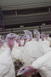 Australian turkey farming - Close to slaughter weight - Captured at Ingham Turkey Farm, Marulan NSW Australia.