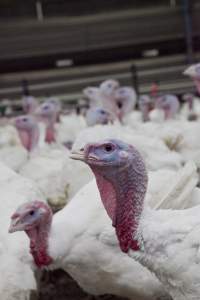 Australian turkey farming - Close to slaughter weight - Captured at Ingham Turkey Farm, Marulan NSW Australia.