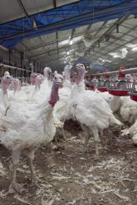 Australian turkey farming - Close to slaughter weight - Captured at Ingham Turkey Farm, Marulan NSW Australia.