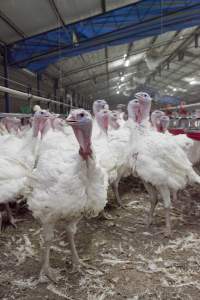 Australian turkey farming - Close to slaughter weight - Captured at Ingham Turkey Farm, Marulan NSW Australia.