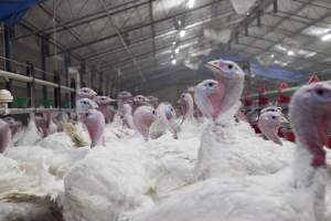 Australian turkey farming - Close to slaughter weight - Captured at Ingham Turkey Farm, Marulan NSW Australia.