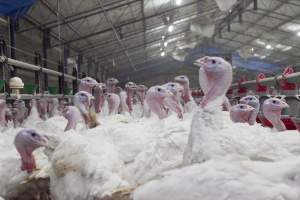 Australian turkey farming - Close to slaughter weight - Captured at Ingham Turkey Farm, Marulan NSW Australia.