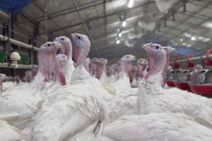 Australian turkey farming - Close to slaughter weight - Captured at Ingham Turkey Farm, Marulan NSW Australia.