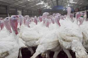 Australian turkey farming - Close to slaughter weight - Captured at Ingham Turkey Farm, Marulan NSW Australia.