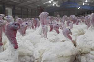 Australian turkey farming - Close to slaughter weight - Captured at Ingham Turkey Farm, Marulan NSW Australia.