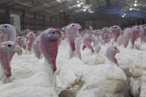 Australian turkey farming - Close to slaughter weight - Captured at Ingham Turkey Farm, Marulan NSW Australia.