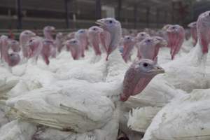 Australian turkey farming - Close to slaughter weight - Captured at Ingham Turkey Farm, Marulan NSW Australia.