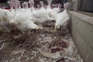 Australian turkey farming - Close to slaughter weight - Captured at Ingham Turkey Farm, Marulan NSW Australia.