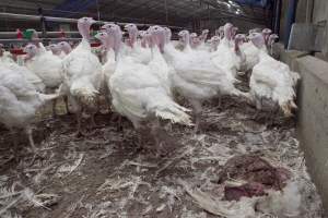 Australian turkey farming - Close to slaughter weight - Captured at Ingham Turkey Farm, Marulan NSW Australia.