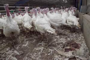 Australian turkey farming - Close to slaughter weight - Captured at Ingham Turkey Farm, Marulan NSW Australia.