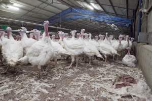 Australian turkey farming - Close to slaughter weight - Captured at Ingham Turkey Farm, Marulan NSW Australia.