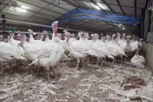 Australian turkey farming - Close to slaughter weight - Captured at Ingham Turkey Farm, Marulan NSW Australia.