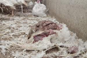 Australian turkey farming - Close to slaughter weight - Captured at Ingham Turkey Farm, Marulan NSW Australia.