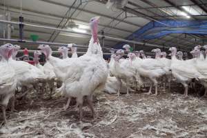 Australian turkey farming - Close to slaughter weight - Captured at Ingham Turkey Farm, Marulan NSW Australia.