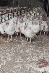 Australian turkey farming - Close to slaughter weight - Captured at Ingham Turkey Farm, Marulan NSW Australia.