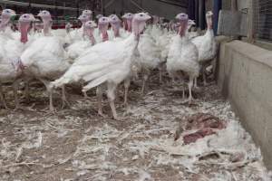 Australian turkey farming - Close to slaughter weight - Captured at Ingham Turkey Farm, Marulan NSW Australia.