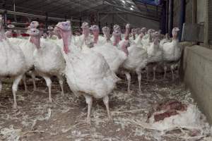 Australian turkey farming - Close to slaughter weight - Captured at Ingham Turkey Farm, Marulan NSW Australia.