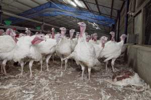 Australian turkey farming - Close to slaughter weight - Captured at Ingham Turkey Farm, Marulan NSW Australia.