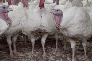 Australian turkey farming - Close to slaughter weight - Captured at Ingham Turkey Farm, Marulan NSW Australia.