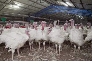 Australian turkey farming - Close to slaughter weight - Captured at Ingham Turkey Farm, Marulan NSW Australia.