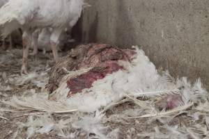 Australian turkey farming - Close to slaughter weight - Captured at Ingham Turkey Farm, Marulan NSW Australia.