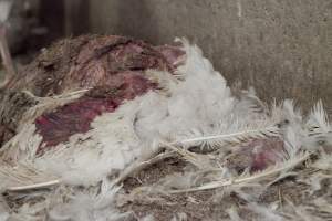 Australian turkey farming - Close to slaughter weight - Captured at Ingham Turkey Farm, Marulan NSW Australia.