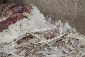 Australian turkey farming - Close to slaughter weight - Captured at Ingham Turkey Farm, Marulan NSW Australia.