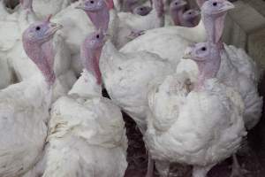 Australian turkey farming - Close to slaughter weight - Captured at Ingham Turkey Farm, Marulan NSW Australia.