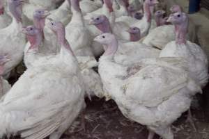 Australian turkey farming - Close to slaughter weight - Captured at Ingham Turkey Farm, Marulan NSW Australia.