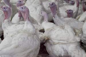 Australian turkey farming - Close to slaughter weight - Captured at Ingham Turkey Farm, Marulan NSW Australia.