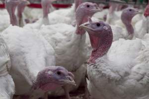 Australian turkey farming - Close to slaughter weight - Captured at Ingham Turkey Farm, Marulan NSW Australia.