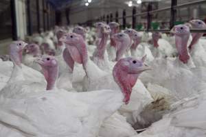 Australian turkey farming, 2012