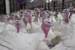 Australian turkey farming - Close to slaughter weight - Captured at Ingham Turkey Farm, Marulan NSW Australia.