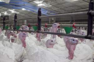 Australian turkey farming, 2012