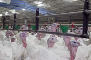 Australian turkey farming, 2012