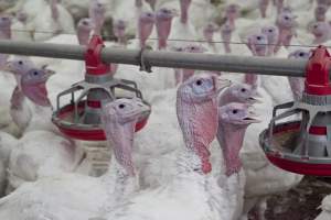 Australian turkey farming - Close to slaughter weight - Captured at Ingham Turkey Farm, Marulan NSW Australia.