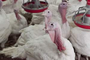 Australian turkey farming - Close to slaughter weight - Captured at Ingham Turkey Farm, Marulan NSW Australia.