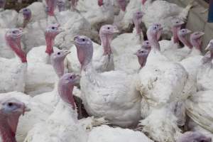 Australian turkey farming - Close to slaughter weight - Captured at Ingham Turkey Farm, Marulan NSW Australia.