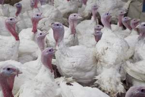 Australian turkey farming - Close to slaughter weight - Captured at Ingham Turkey Farm, Marulan NSW Australia.